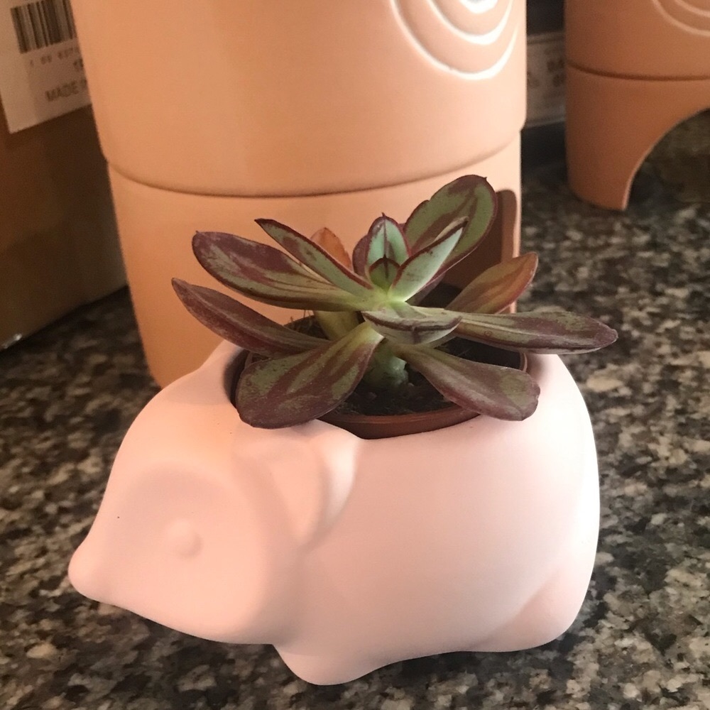 🎯🆕HP! Mini Ceramic FOX Planter